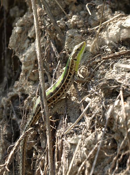 Podarcis tauricus