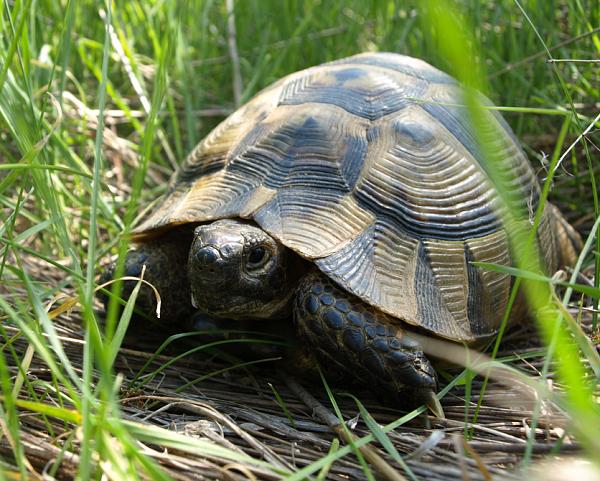 Testudo graeca