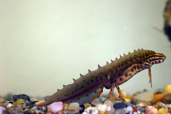 Lissotriton vulgaris