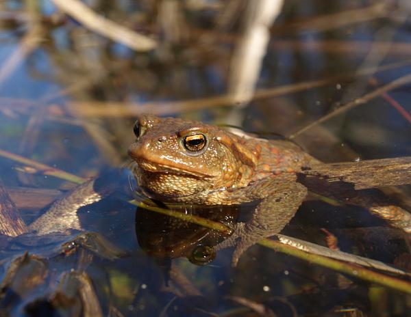 Bufo bufo