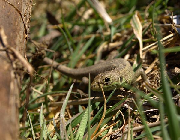 Lacerta viridis