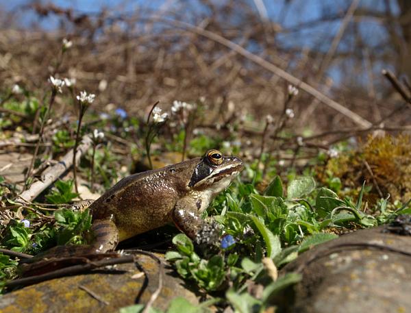 Rana dalmatina