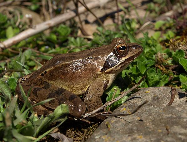 Rana dalmatina