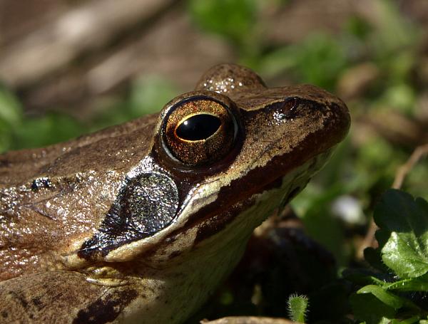 Rana dalmatina