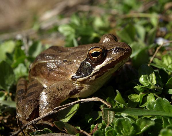 Rana dalmatina