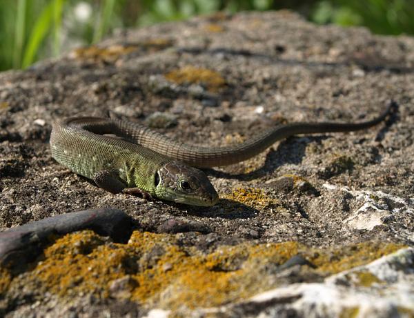 Lacerta viridis