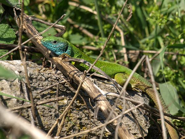 Lacerta viridis