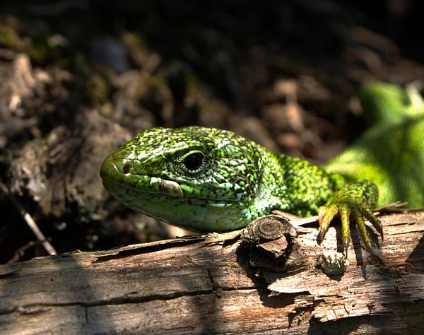 Lacerta viridis