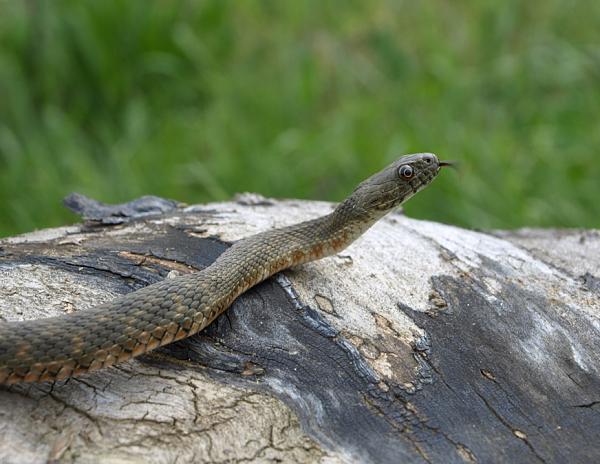 Natrix tessellata