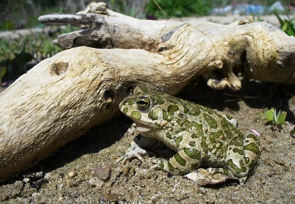 Pseudepidalea viridis