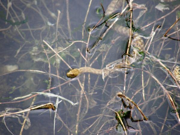 Natrix tessellata