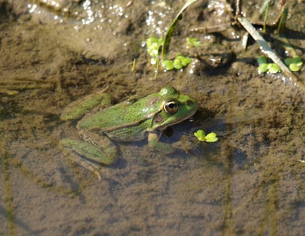 Pelophylax ridibundus