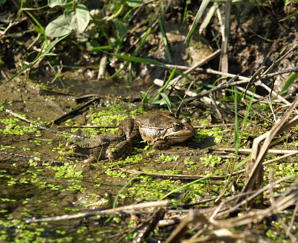 Pelophylax ridibundus