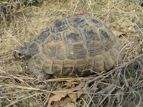 Testudo graeca