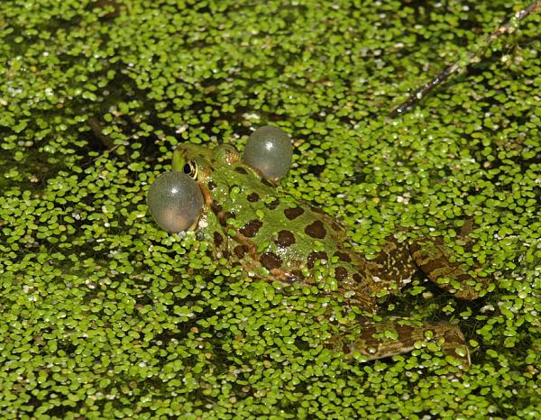 Pelophylax ridibundus