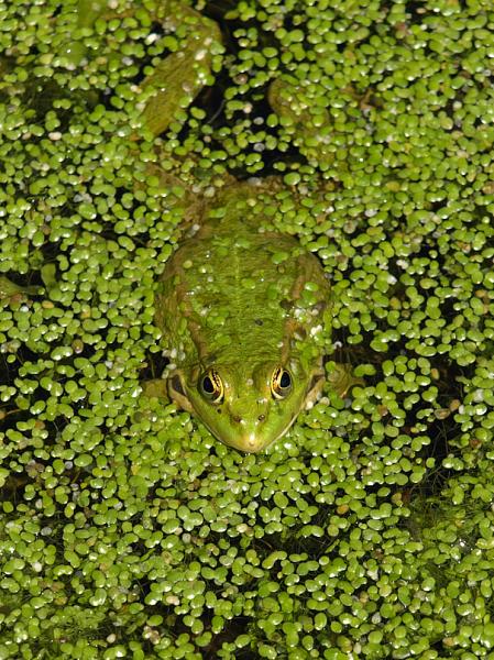 Pelophylax ridibundus