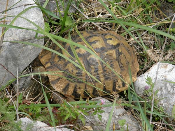 Testudo hermanni