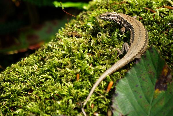 Podarcis muralis