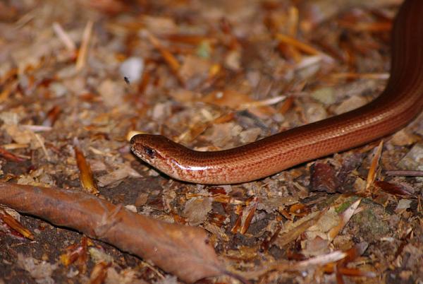 Anguis fragilis s.l.