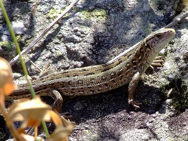 Lacerta agilis