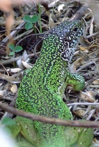 Lacerta viridis