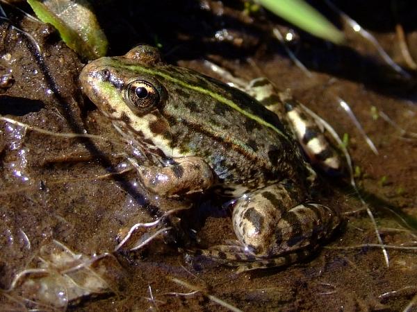 Pelophylax ridibundus