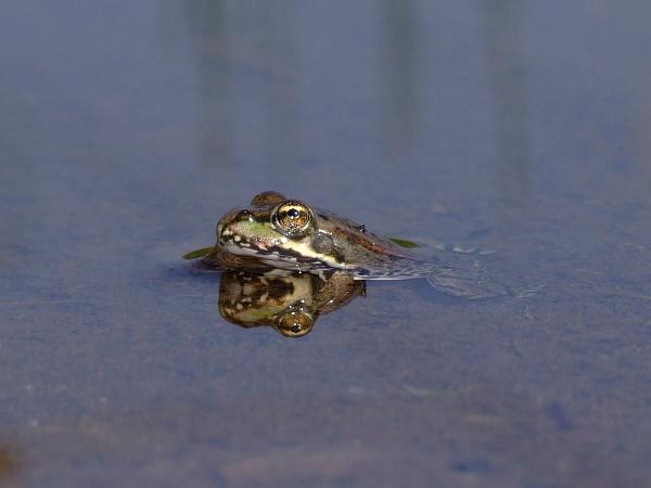 Pelophylax ridibundus