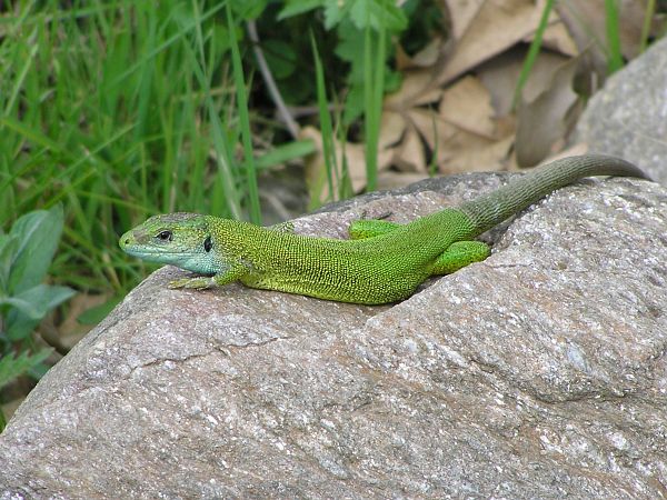 Lacerta viridis