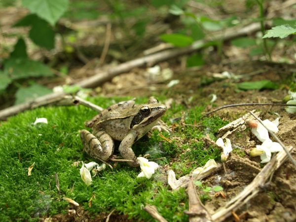 Rana dalmatina