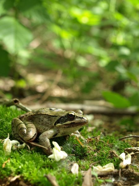 Rana dalmatina