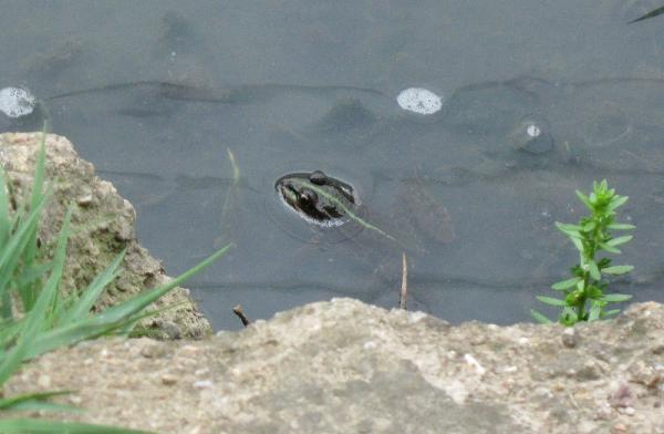 Pelophylax ridibundus