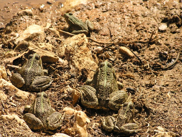 Pelophylax ridibundus