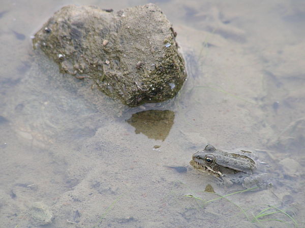 Pelophylax ridibundus