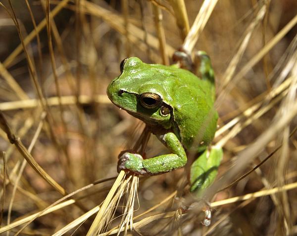 Hyla arborea