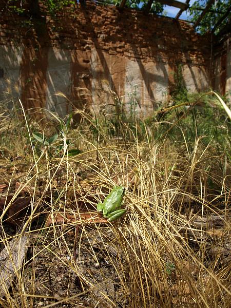 Hyla arborea