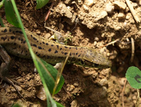 Lacerta viridis