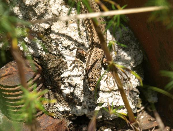 Podarcis muralis