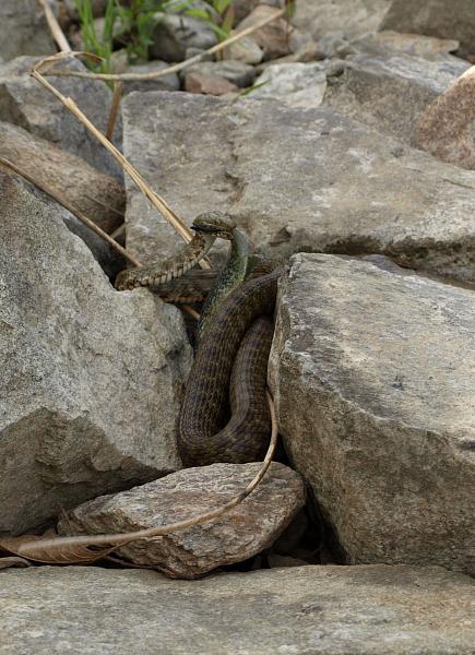 Natrix tessellata