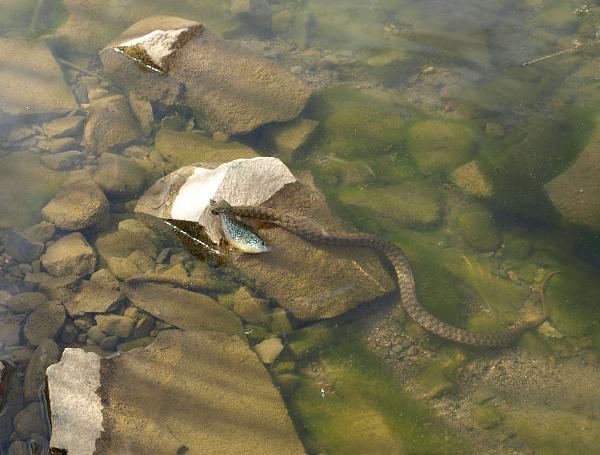 Natrix tessellata