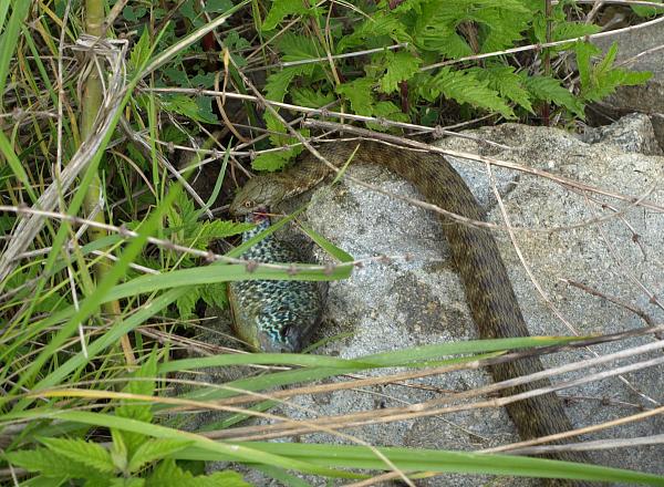 Natrix tessellata