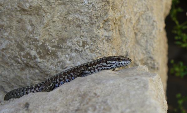 Podarcis muralis