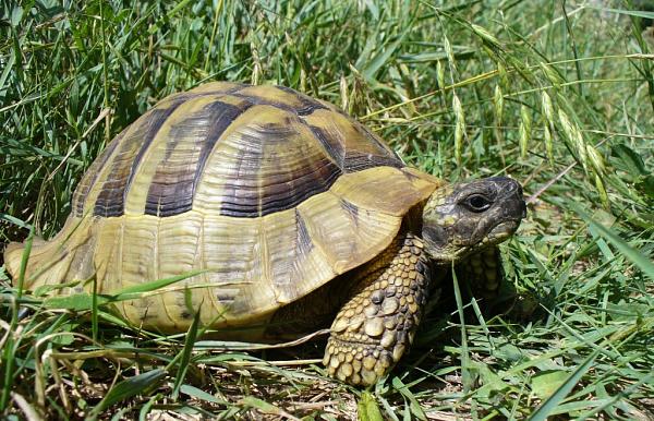 Testudo hermanni