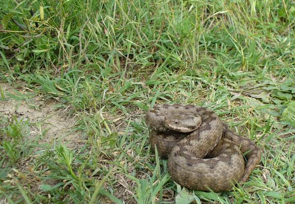 Vipera ammodytes