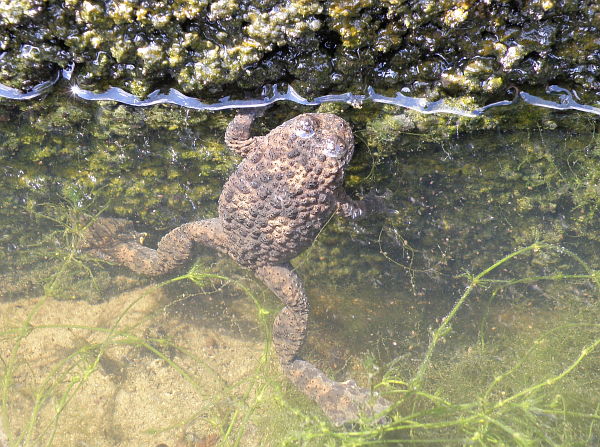 Bombina variegata