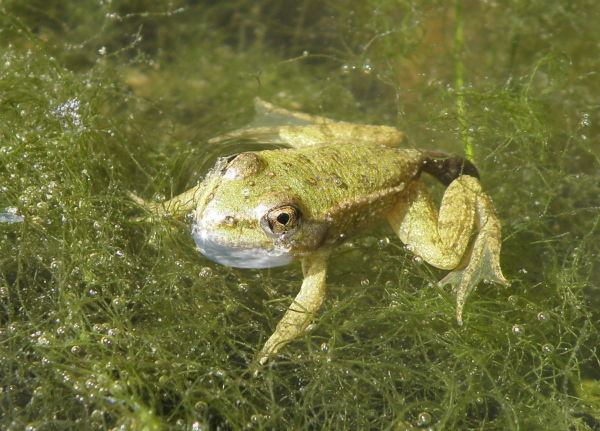 Pelophylax ridibundus