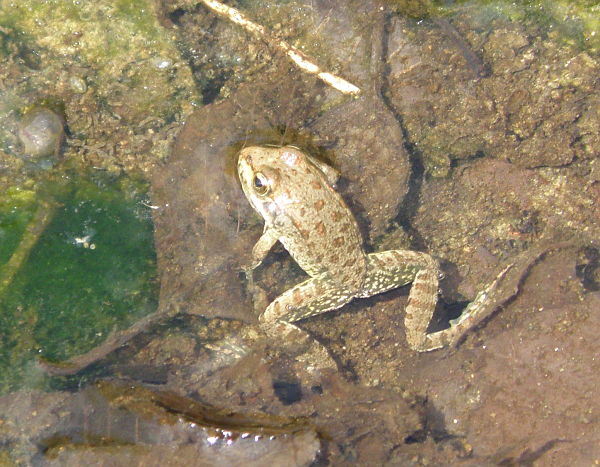 Pelophylax ridibundus