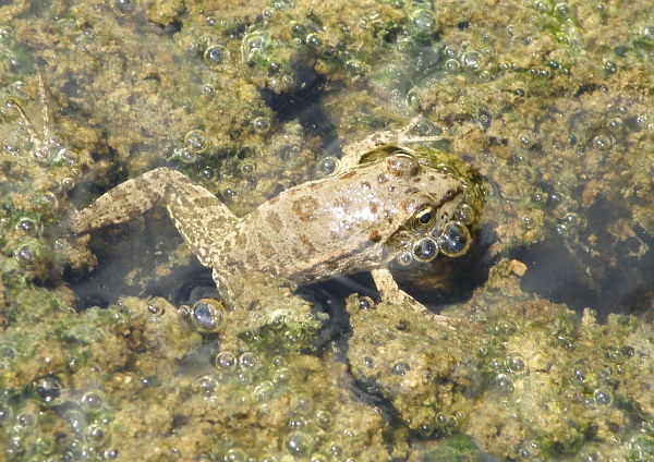 Pelophylax ridibundus