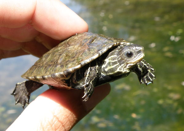 Mauremys rivulata