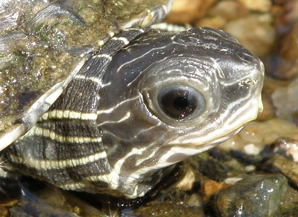 Mauremys rivulata