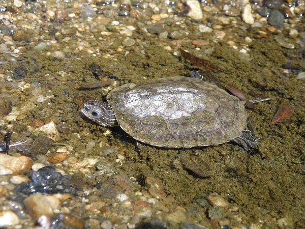 Mauremys rivulata